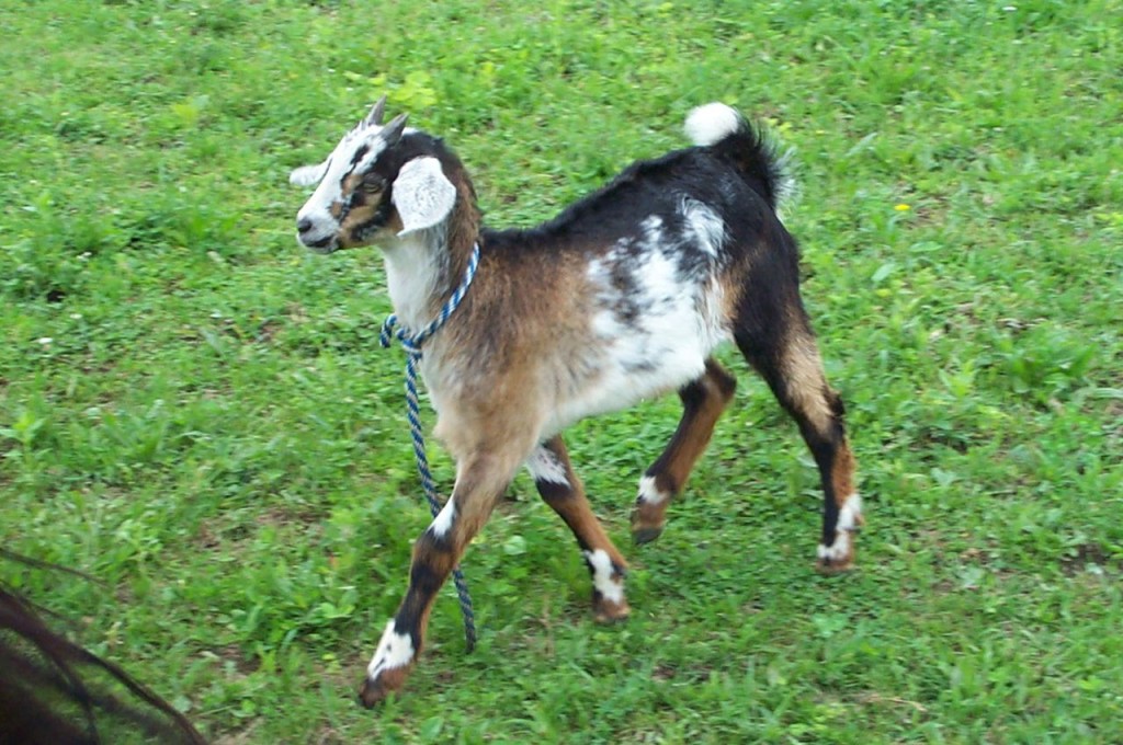 Strutting_Goat