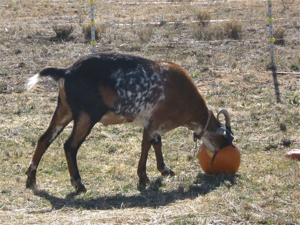 Cuzco_Pumpkin2