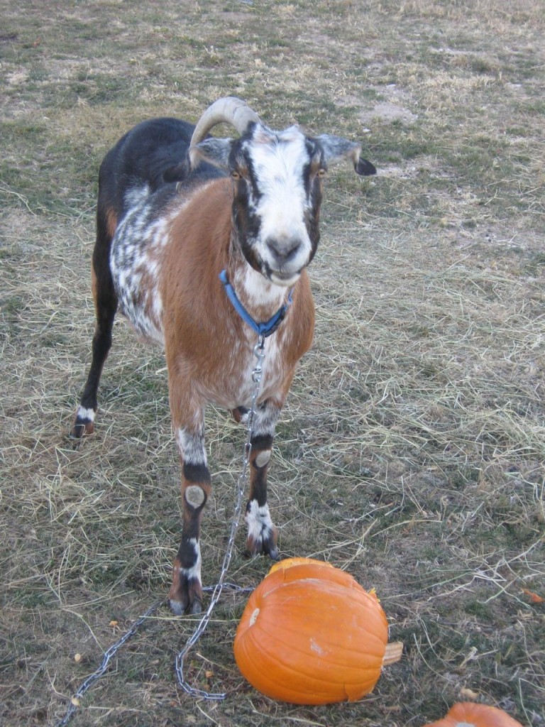 Cuzco_Pumpkin3