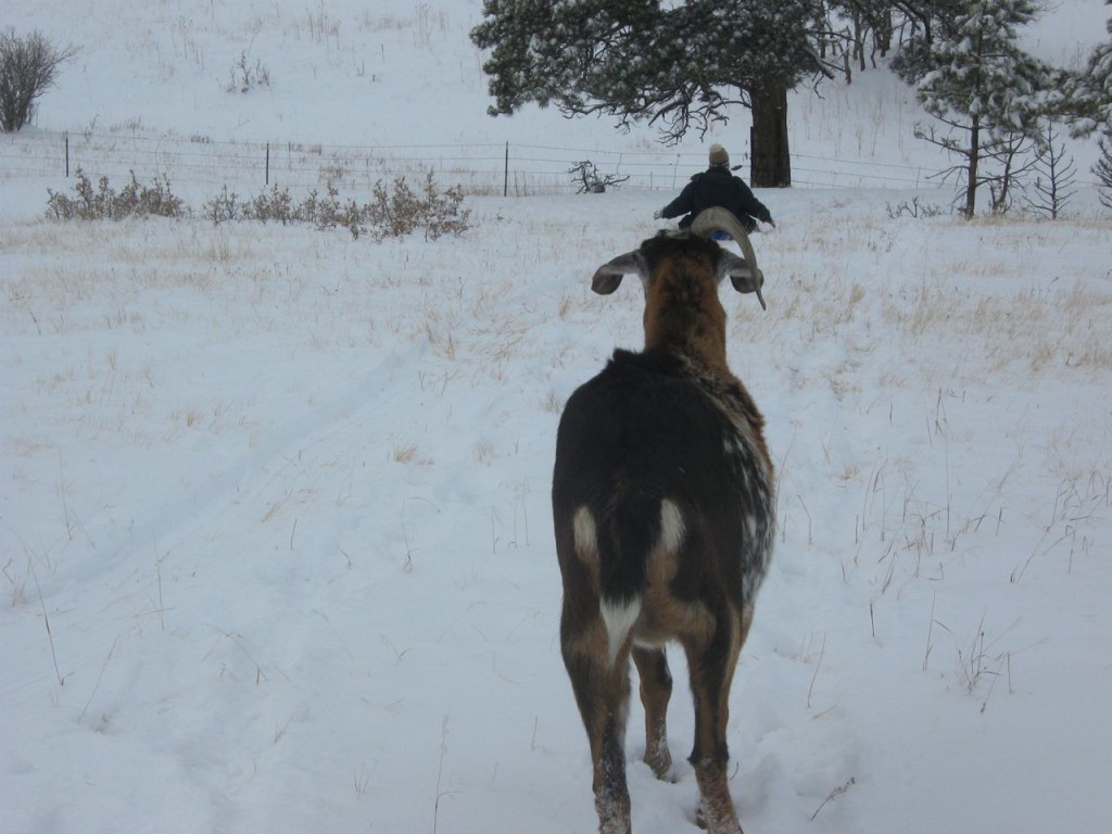 Cuzco_Sledding2