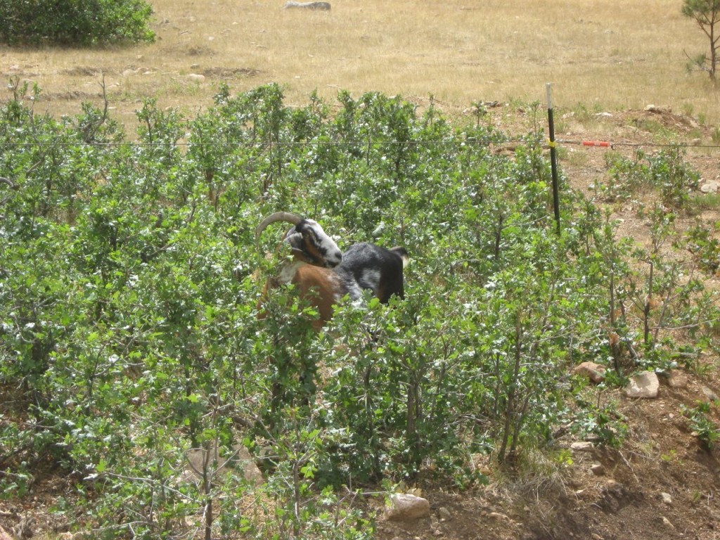 Ears_in_foliage