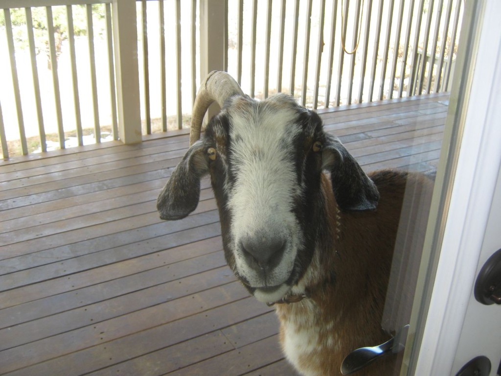 Goat_Nose