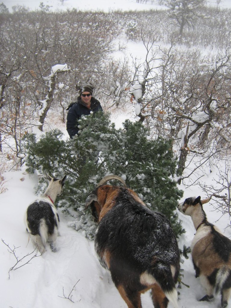 Goats_Helping