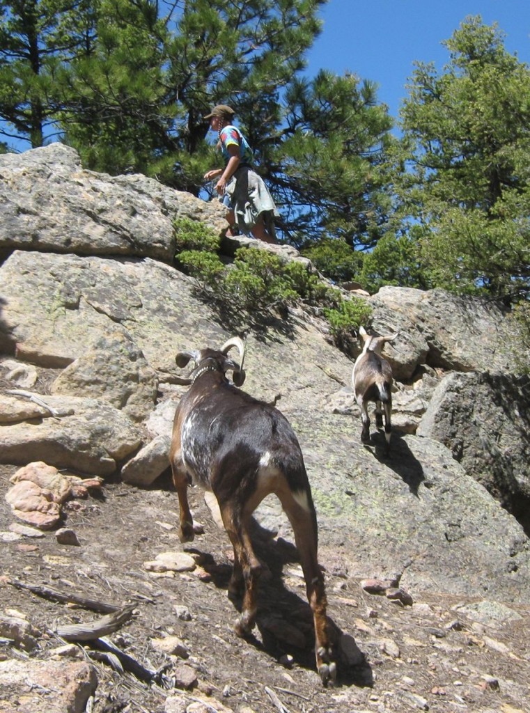 Goats_Hiking1