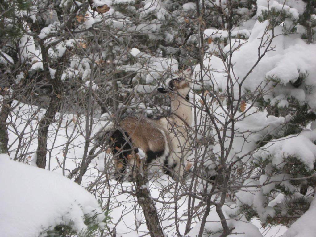 Nibs_TreePicking