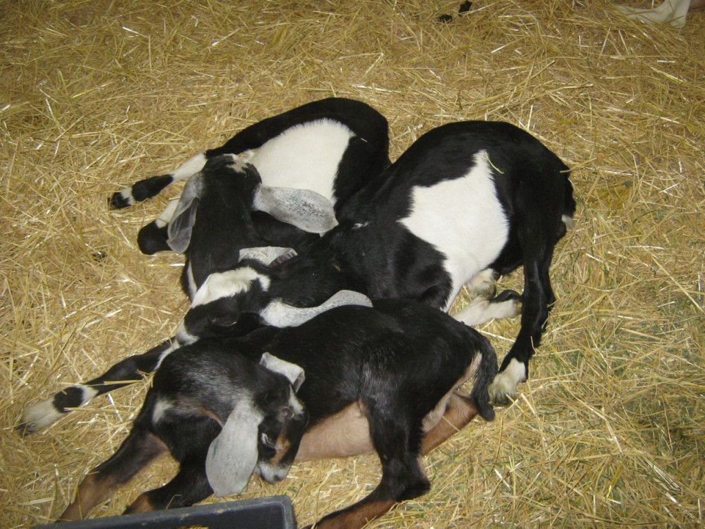 Pile_o_Nubians