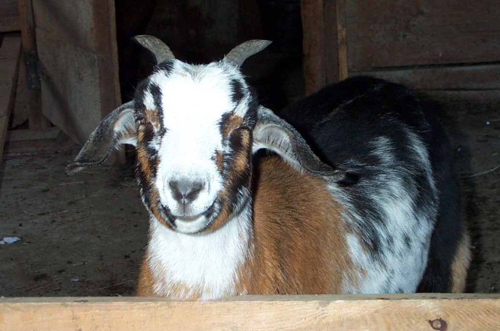Puffed_Goat