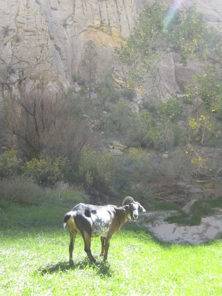 Escalante13_4