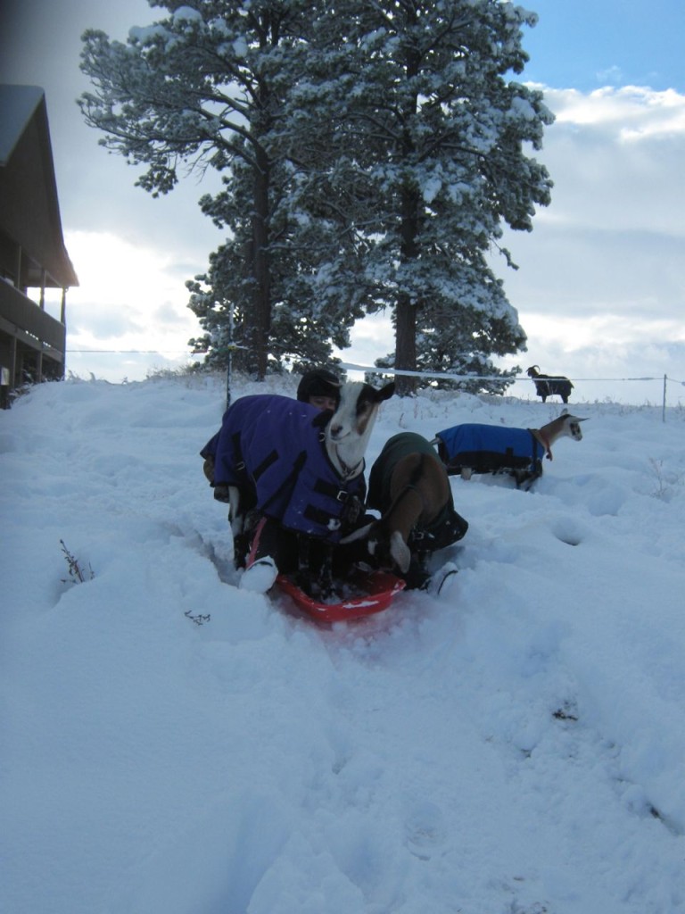 GoatSledding