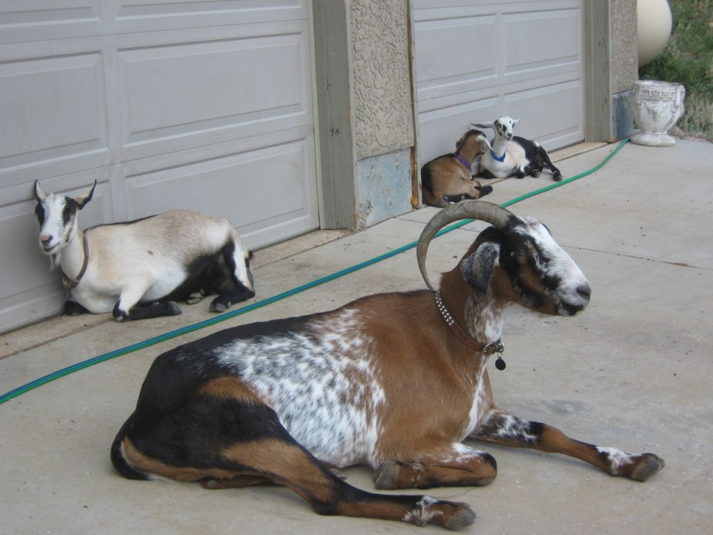 Goats_Lounging