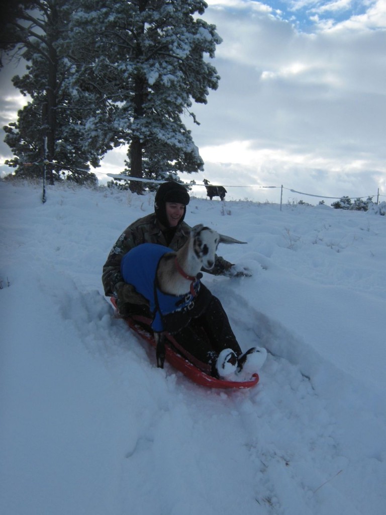 Pet_Sledding