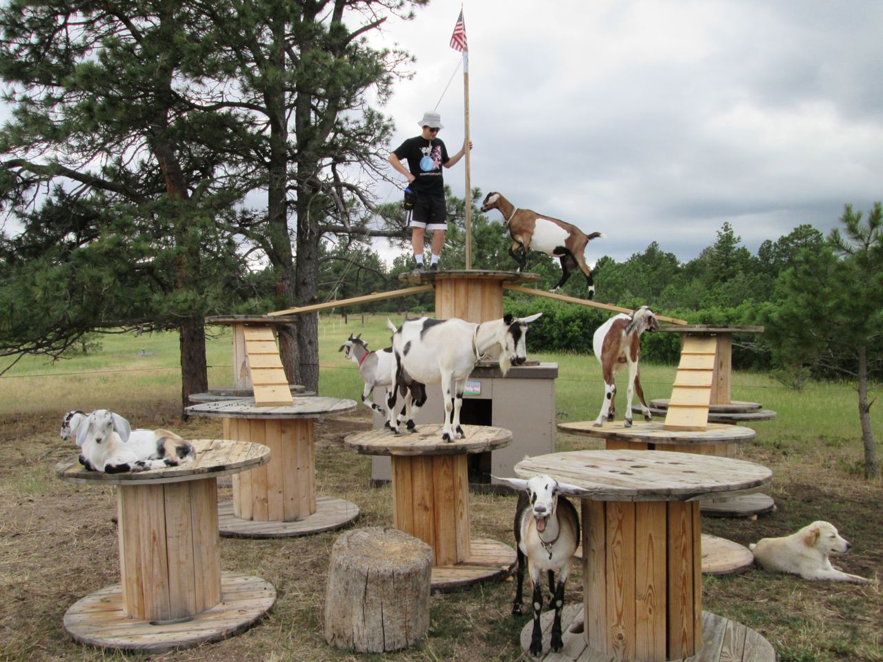 Wooden Spools For Goat Playground, Livestock