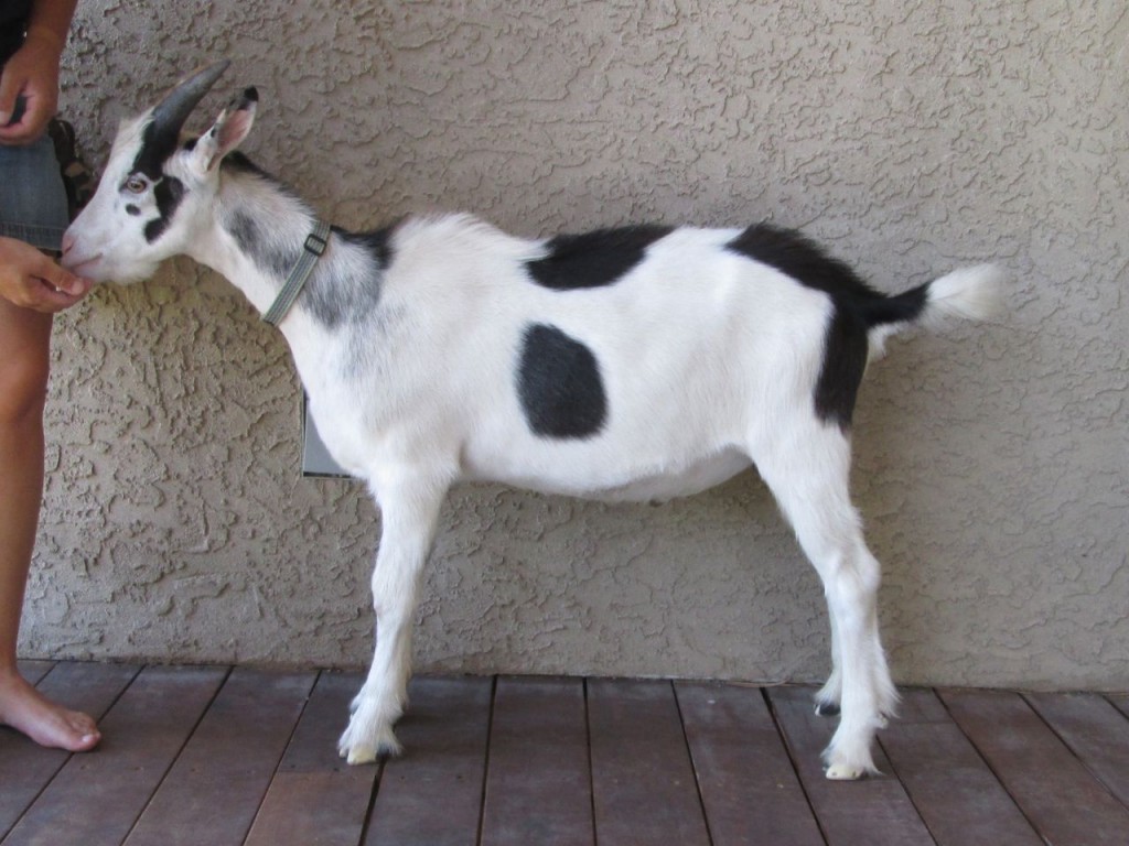 Crockett_1