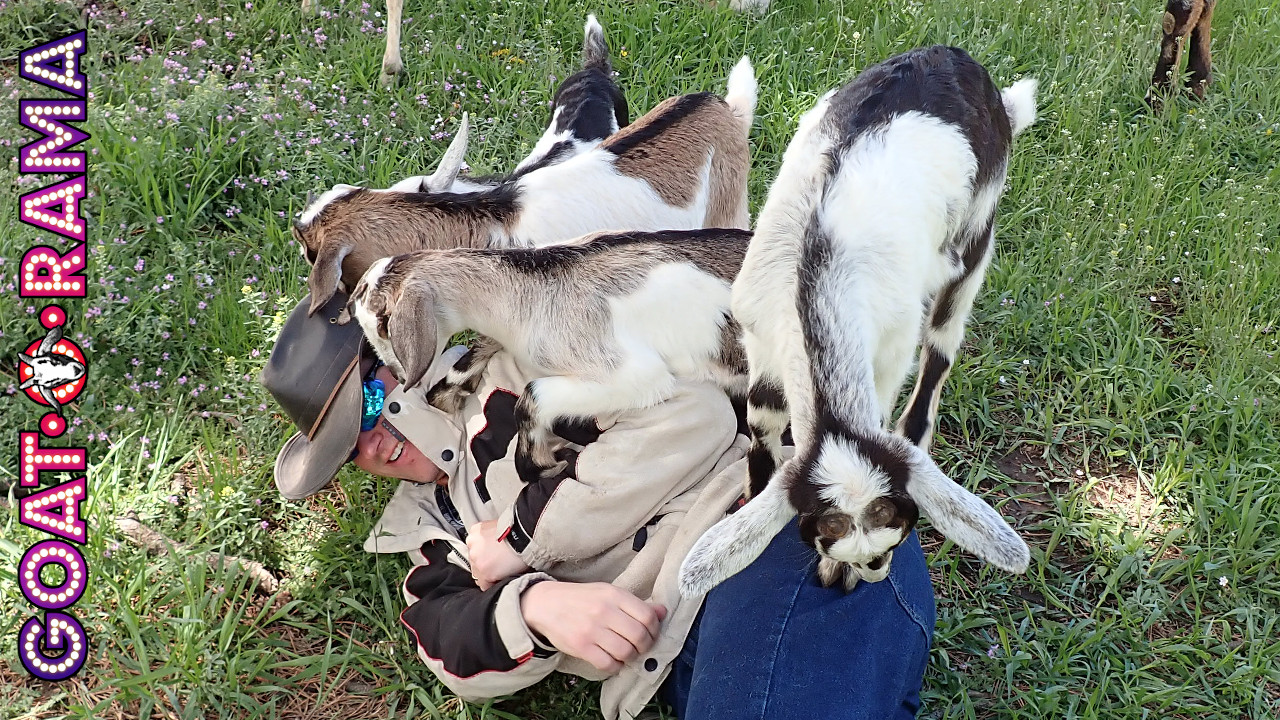 Livestream: Attack of the Wild Baby Goats.